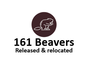 Beavers relocated, released