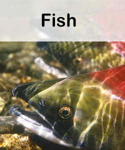 Fish Data